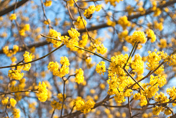 Blooming dogwood, branches of yellow flowers against the sky.
Dogwood tree in early spring. Background.
Cornus tree in bloom.