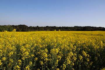 Obraz premium Rapeseed field in spring