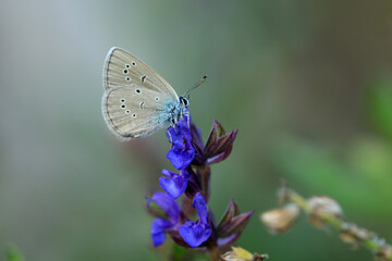 Rotklee-Bl&auml;uling