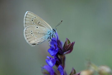 Rotklee-Bläuling © Eileen Kumpf