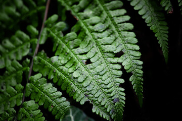 fern leaf in the forest