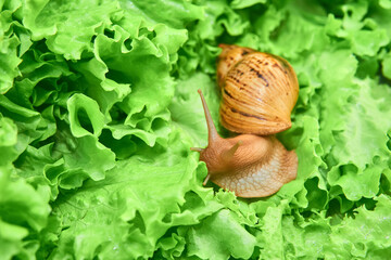 big snail among green leaves of lettuce