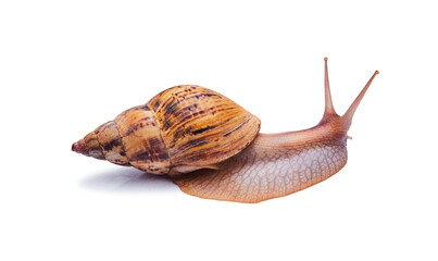 live snail achatina isolated on white background