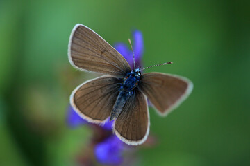 Rotklee-Bl&auml;uling