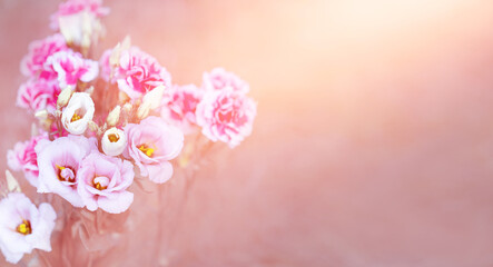 spring flowers in pastel colors