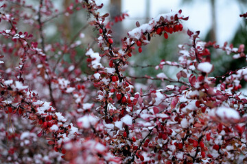 barberry in winter