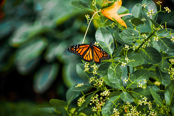 butterfly on flower