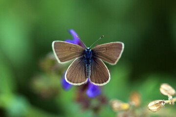 Rotklee-Bl&auml;uling