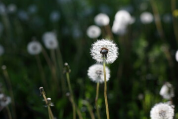 White dandelions on the meadow in summer