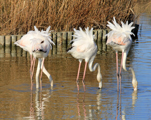 vent dans les plumes