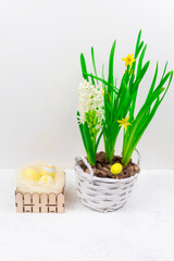 Easter concept. Yellow Easter eggs in a nest next to a bouquet of daffodils on a white concrete table. Place for an inscription. Base for coating.
