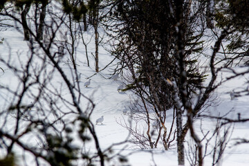 Grouse