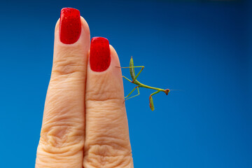 Um louva a deus nos dedos femininos com unhas pintadas de vermelho e com fundo azul.