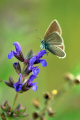 Rotklee-Bl&auml;uling