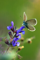 Rotklee-Bl&auml;uling