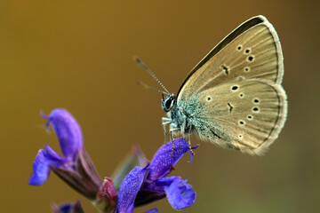 Rotklee-Bläuling © Eileen Kumpf