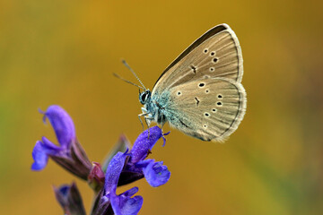 Rotklee-Bläuling © Eileen Kumpf