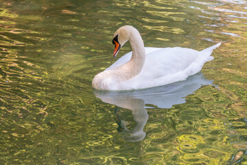 A graceful white swan swimming on a lake with dark green water. The white swan is reflected in the water