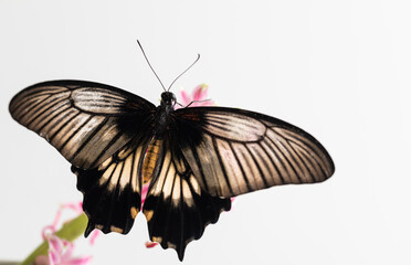 The large tropical Asian butterfly Papilio Lowi sits on a pink flower. White background, place for inscription