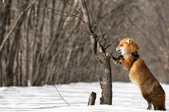 The red fox stands on its hind legs leaning on a lonely tree. Wild animal in a harness against the background of winter forest of snow and trees. Domestication and animal cruelty. High quality photo