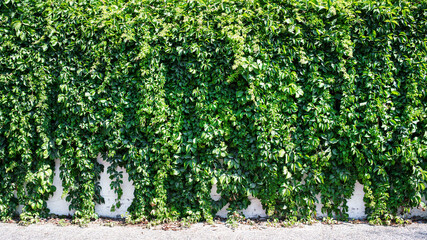 Green hedge covered with many leaves on building wall or fence