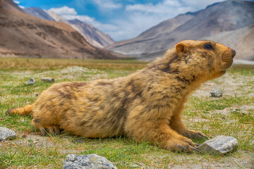 Himalayan Marmot and it's habitat.