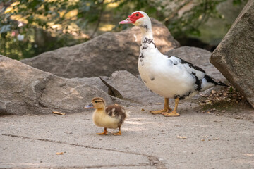 White and black duck with red head, The Muscovy duck, walks on the shore of the pond with its Cute little ducklings
