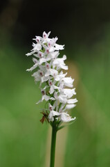 Orchis de Fuch