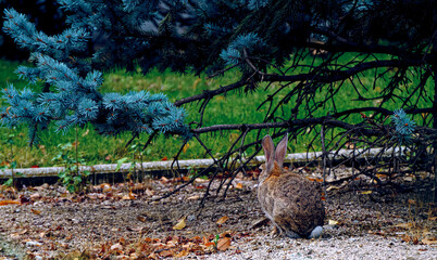 Conejo en entorno urbano