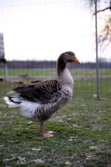 Gąska chodzi po gospodarstwie i skubie trawkę © Tymoteusz