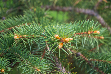 Naklejka na ściany i meble Fir branches with fresh shoots in spring.