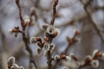 Naklejka premium Budding Tree Branches, a Sign of Spring