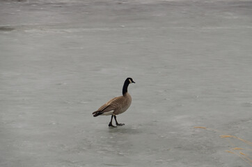 Fototapeta premium Canada Goose on the Ice