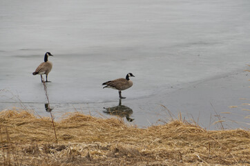 A Pair of Canada Geese