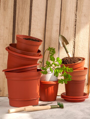 Seedling plants in the brown pots on wooden background. Tools for gardening.Peat land for planting.