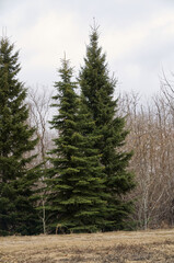 Fototapeta na wymiar Pine Trees in a Forest