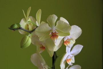Naklejka na ściany i meble yellow orchid