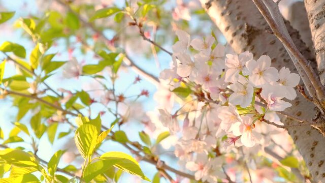 Cherry Blossom, Sakura Flower, Blossoming Cherry Tree in Full Bloom in The Afternoon, Beautiful Spring Flowers, Nobody