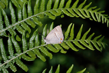 A Purple Hairstreak butterfly resting on Bracken.
