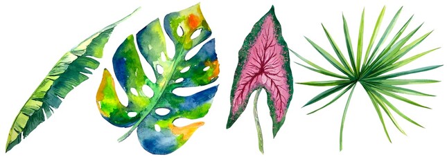 Fototapeta premium tropical plants