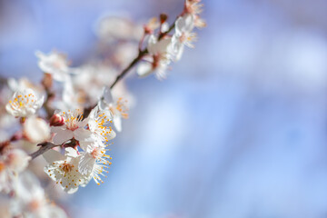Delicate white sakura flowers on a twig against a blue sky. Spring mood. Selective focus. Copy space