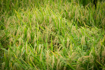 Ears of rice in the field ready for harvest