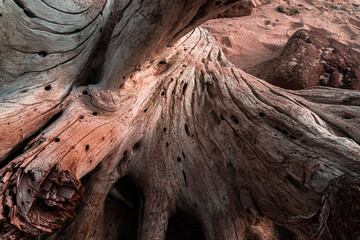 Piękne naturalne tło, drewniany konar pełen pęknięć, strukturalna tekstura.