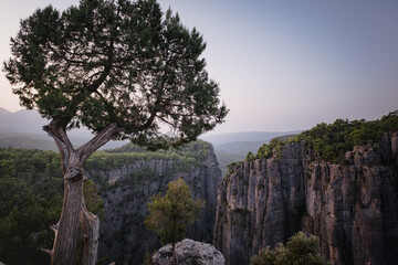 Early morning. Silhouette of a tree on a background of mountains. Tazi Canyon (Bilgelik Vadisi) in Manavgat, Antalya, Turkey. Amazing landscape and cliff. Greyhound Canyon, Wisdom Valley.
