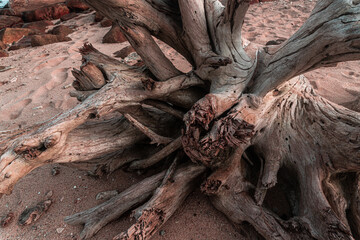 Piękne naturalne tło, drewniany konar pełen pęknięć, strukturalna tekstura.