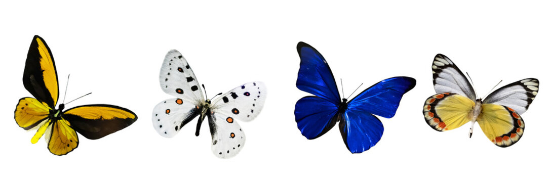Set of butterflies of different colors with outstretched wings isolated on white background.
