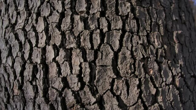 Texture of tree trunk in the forest
Close up of texture of an old oak tree bark.