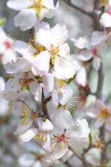 Sakura flowers close-up. On the branches beautiful delicate white with pink flowers.Natural spring background. Selective focus