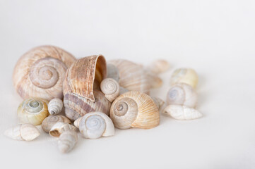 Eine Gruppe von Schalentieren, Schneckenhäuser und Muscheln auf einem neutralen Hintergrund