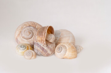 Eine Gruppe von Schalentieren, Schneckenhäuser und Muscheln auf einem neutralen Hintergrund